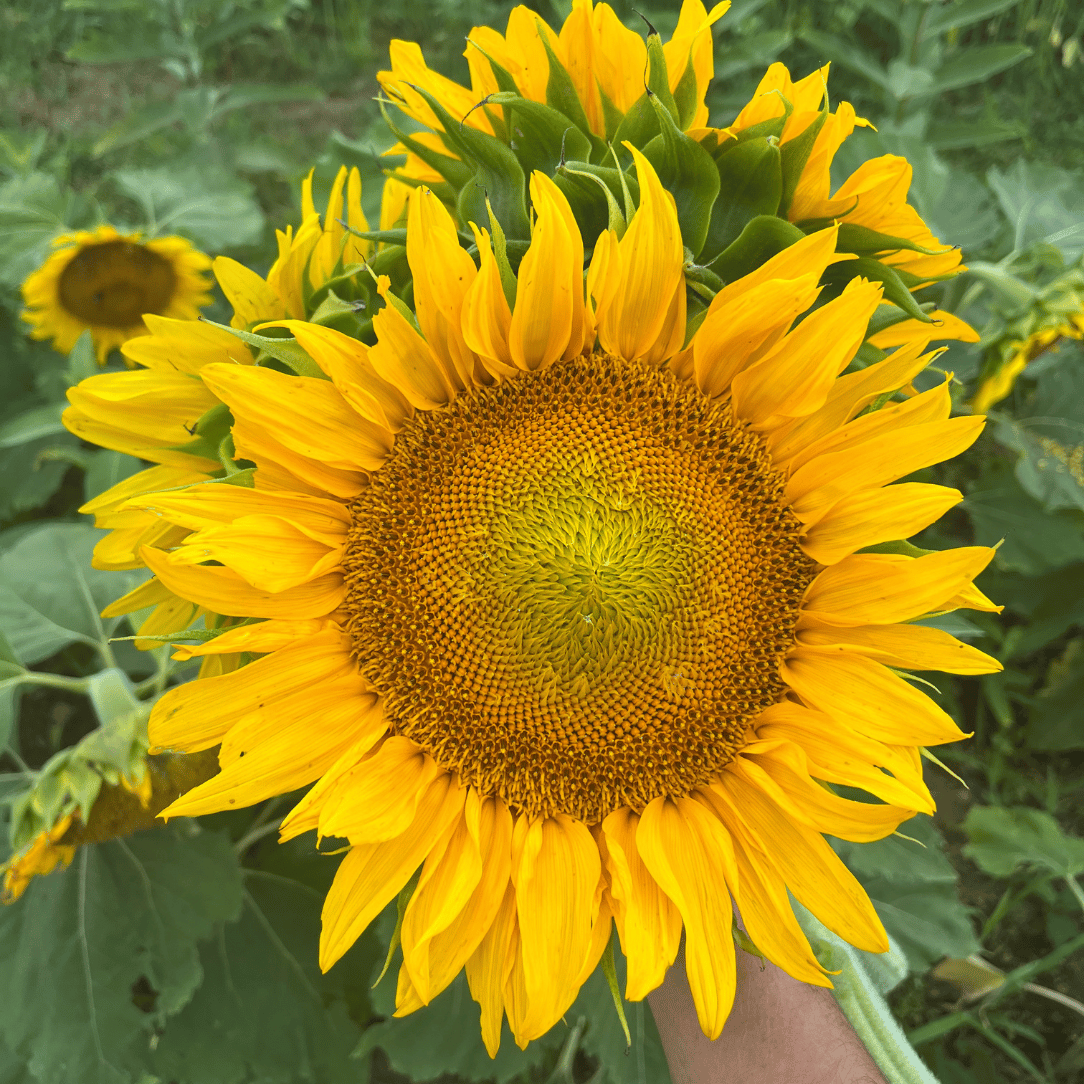 dwarf sunflower seeds for planting Dwarf 'Sunspot' Sunflower