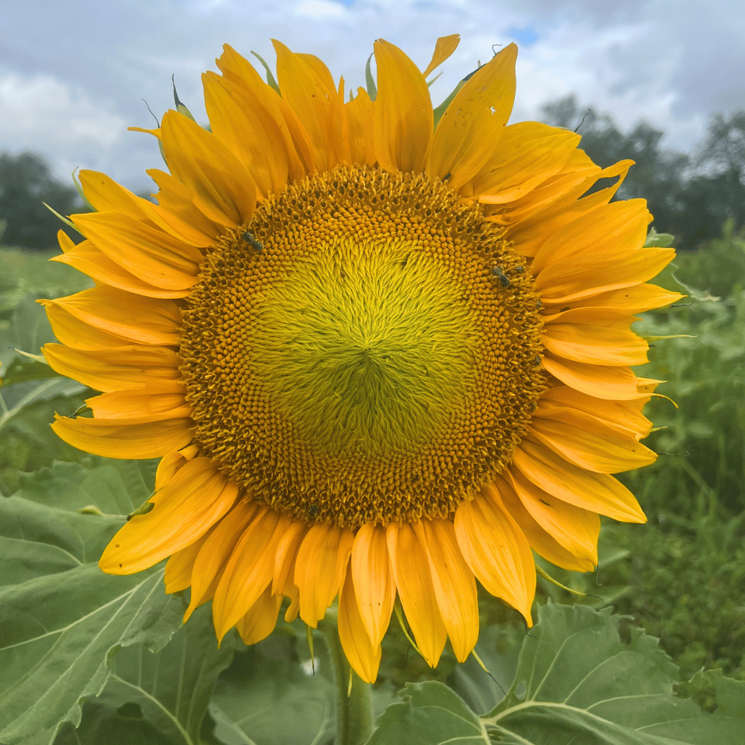 planting dwarf sunflower seeds Dwarf 'Sunspot' Sunflower