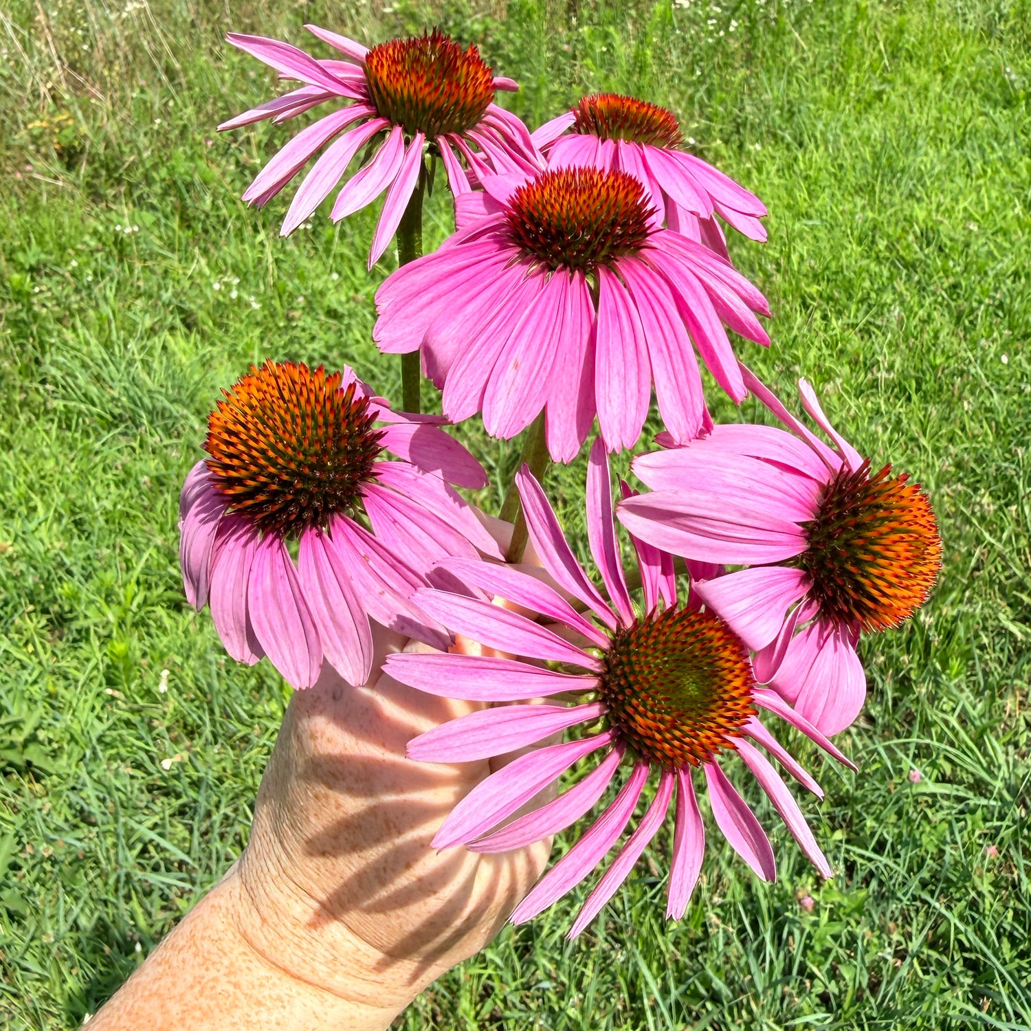 Echinacea