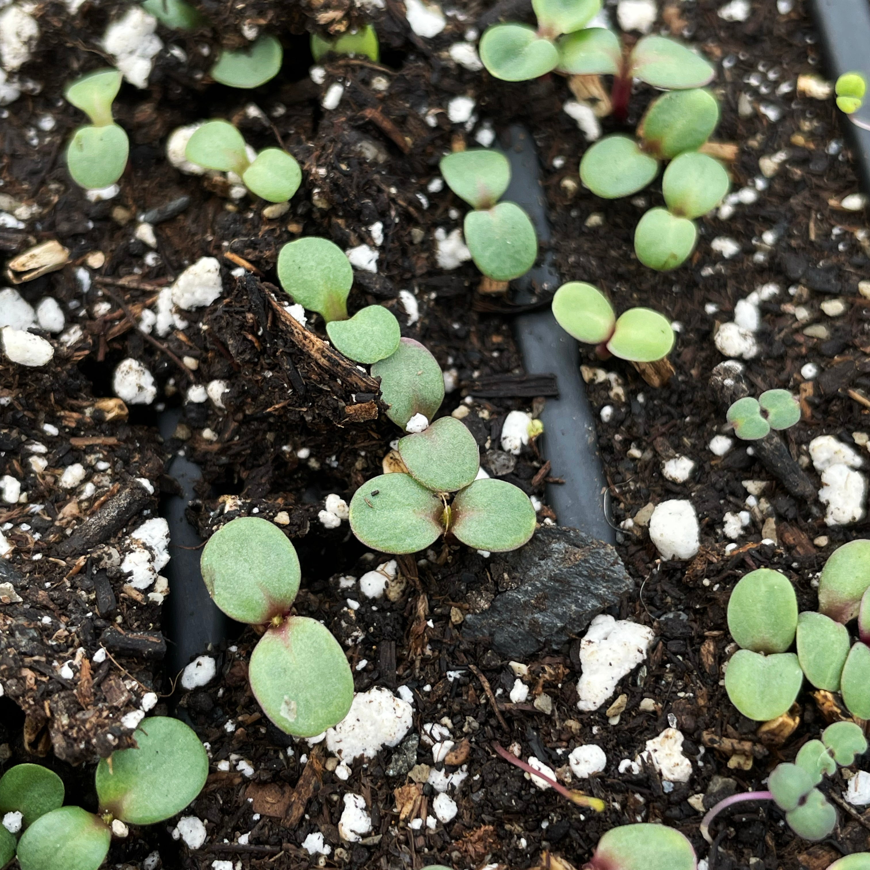Echinacea Seedlings
