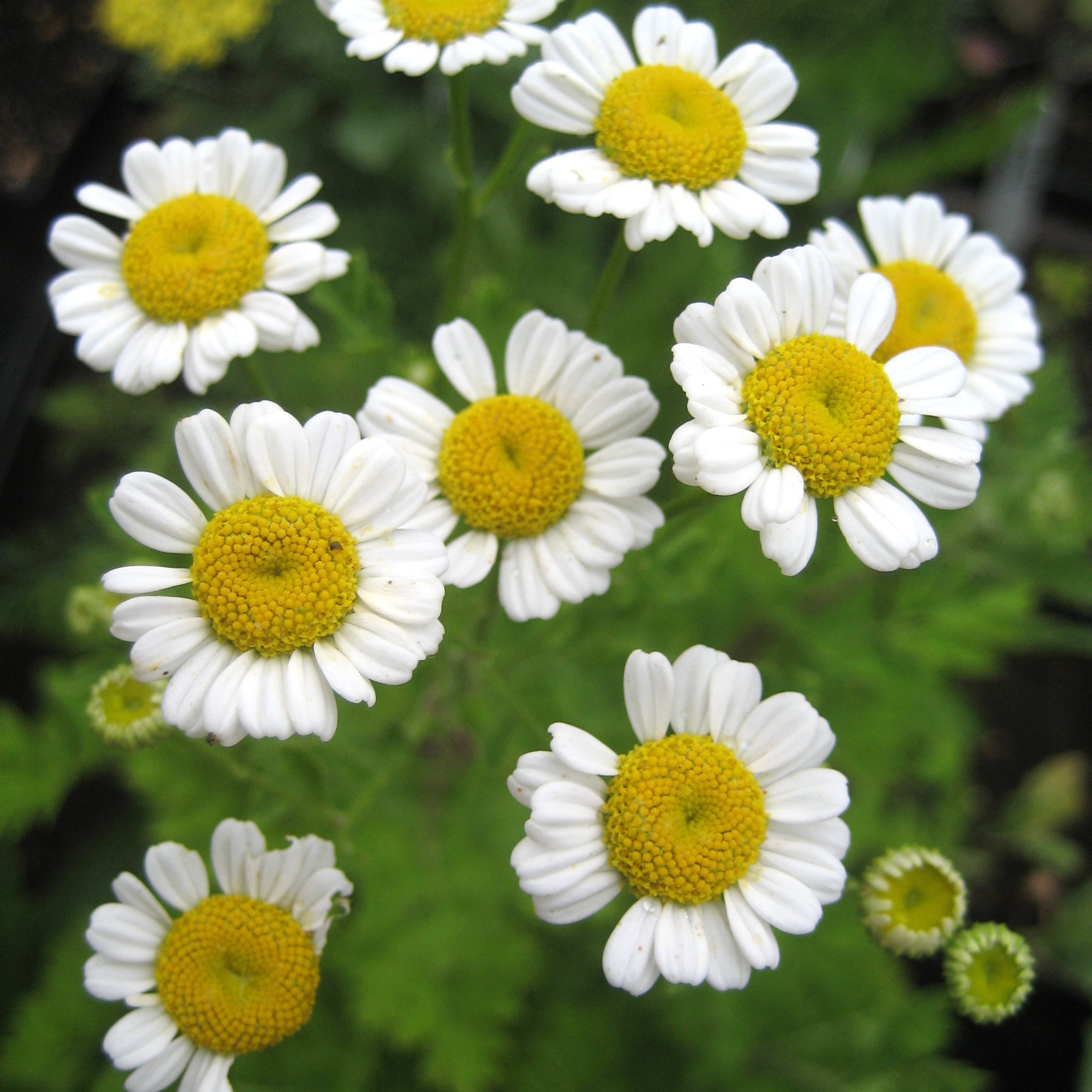 Feverfew
