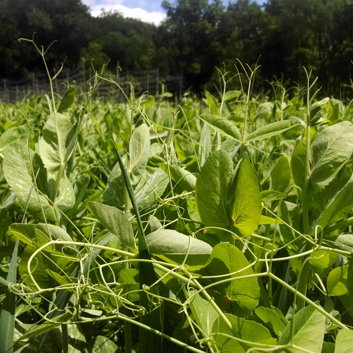 Field Pea Cover Crop Seed