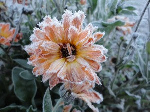 flashback calendula frost