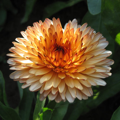 Flashback Calendula Mix