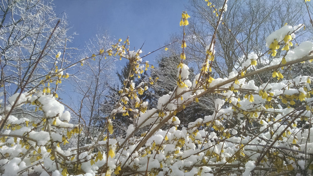 forsythia_snow