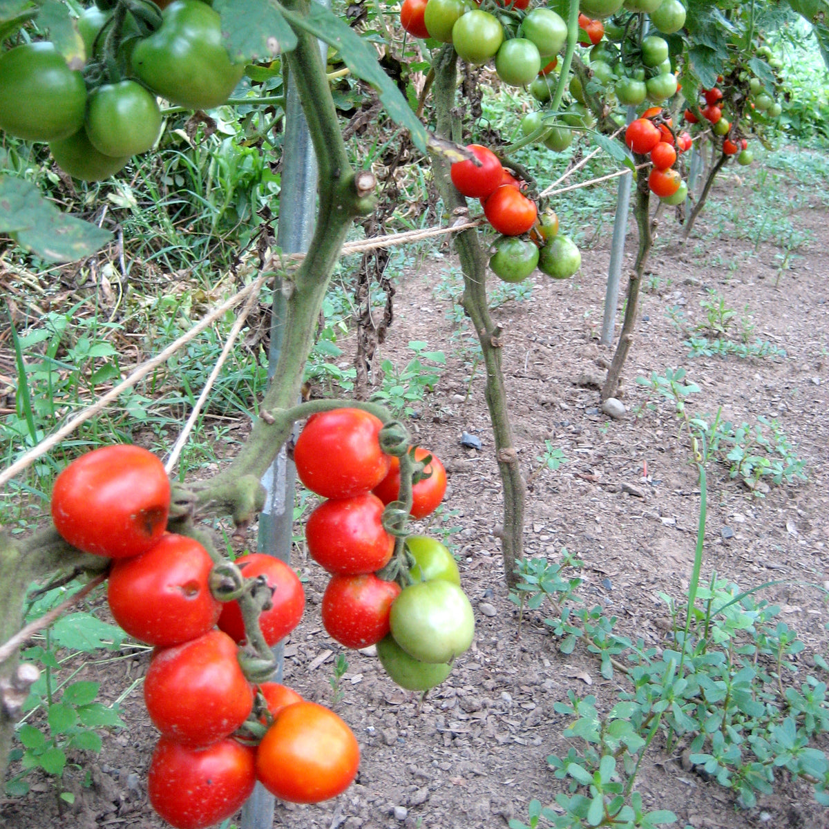 Fox Cherry Tomato