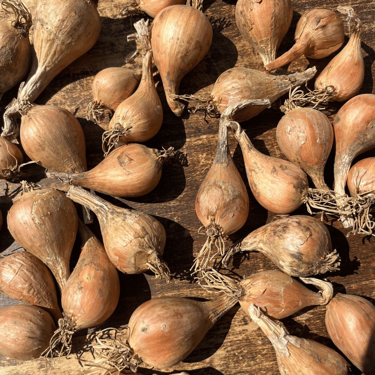 French Grey Shallot