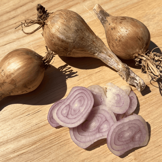 French Grey Shallot vendor-unknown