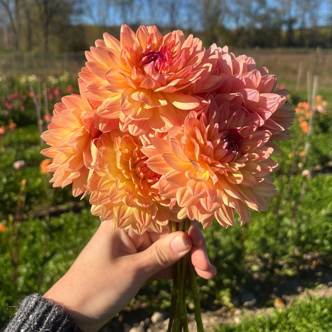 Gabrielle Marie Dahlia Tuber