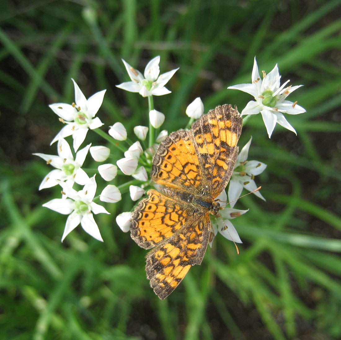 Garlic Chives