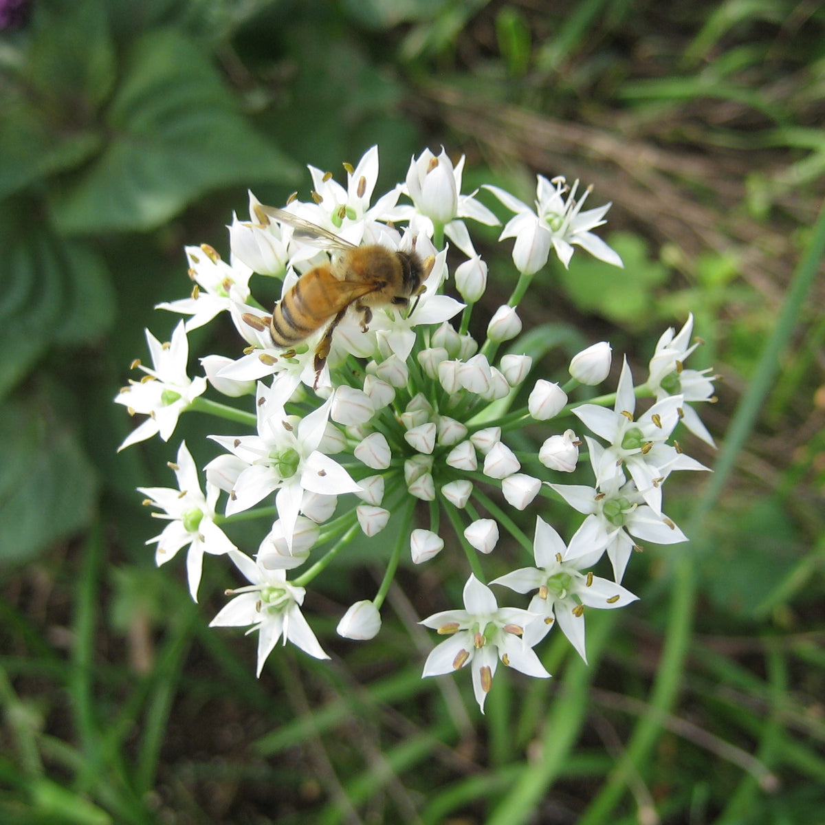 Garlic Chives