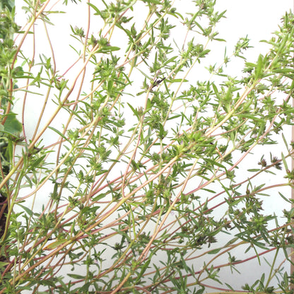 German Thyme