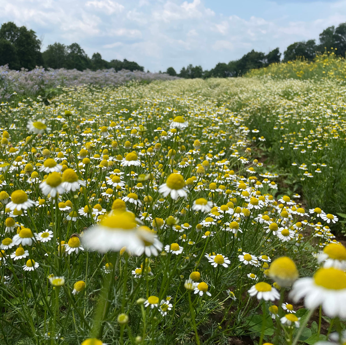 German Chamomile