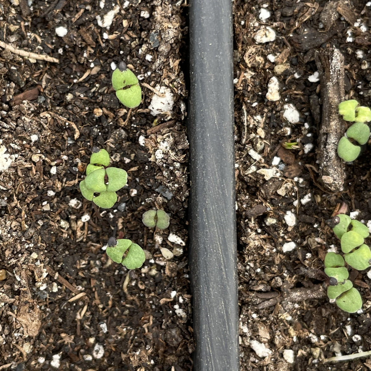 German Thyme Seedlings