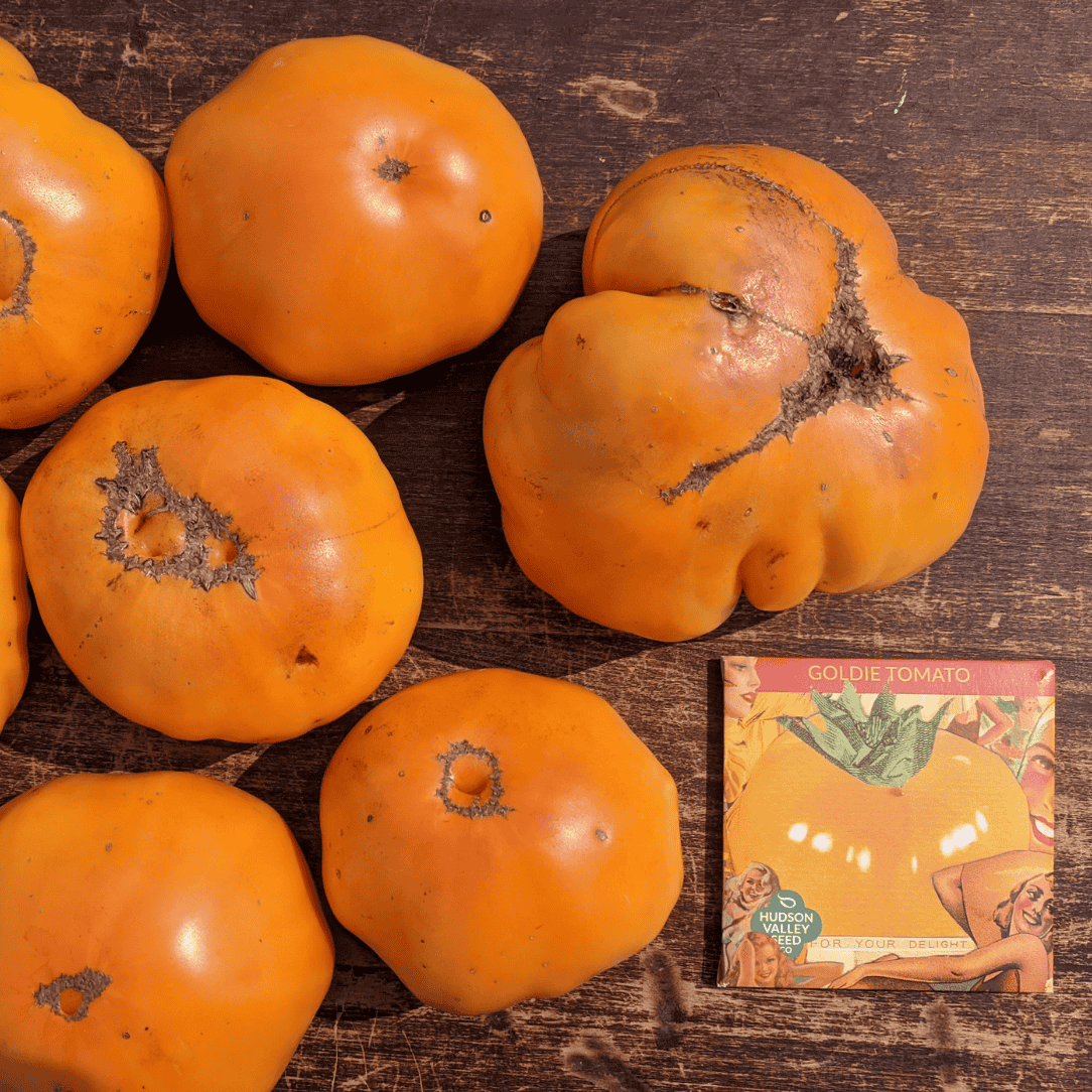 Goldie Tomato Seedlings