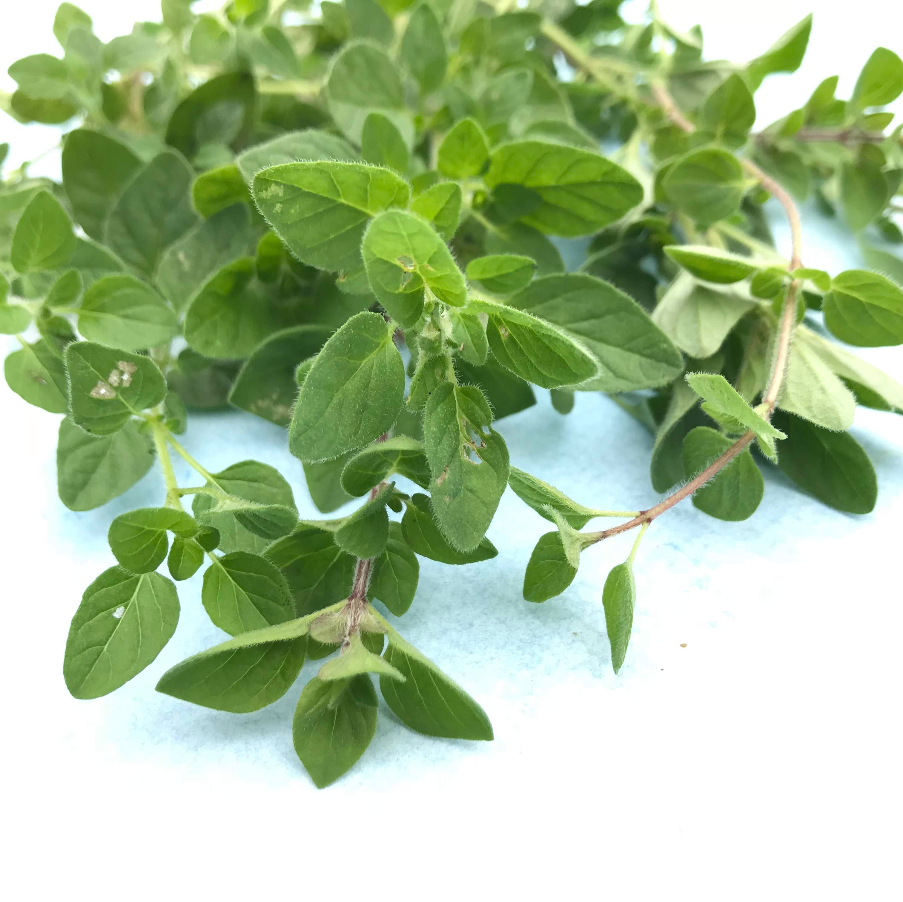 Greek Oregano
