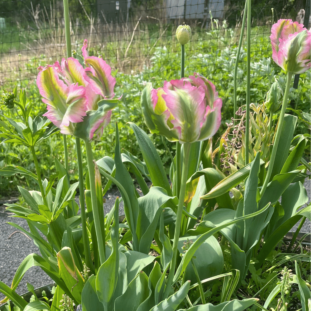 Tulip &