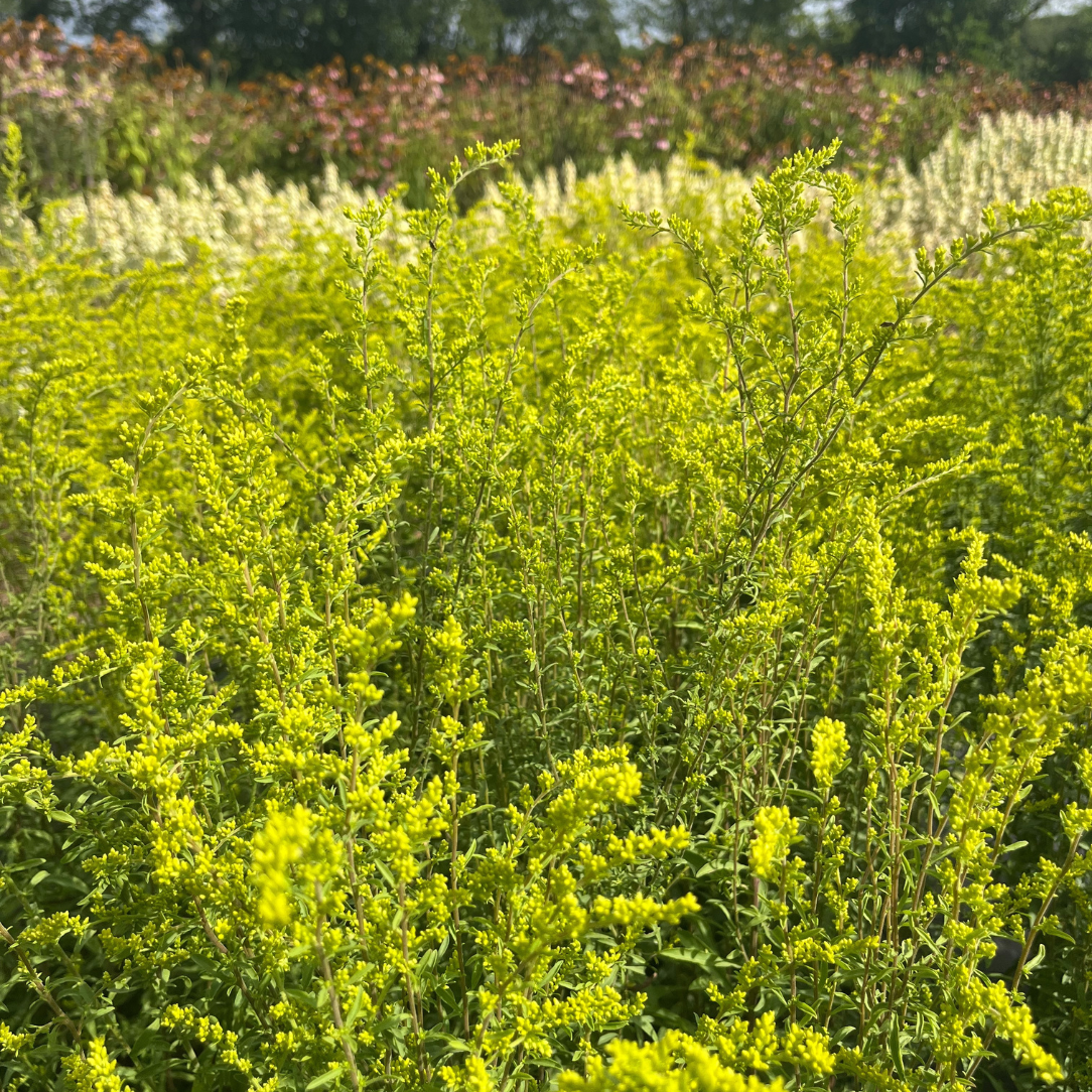 Grey Goldenrod - PollinateHV Local Ecotype