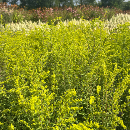Grey Goldenrod - PollinateHV Local Ecotype
