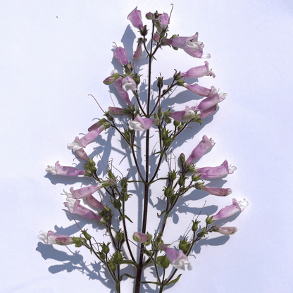 Hairy Beardongue - PollinateHV Local Ecotype