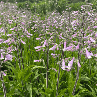 Hairy Beardongue - PollinateHV Local Ecotype