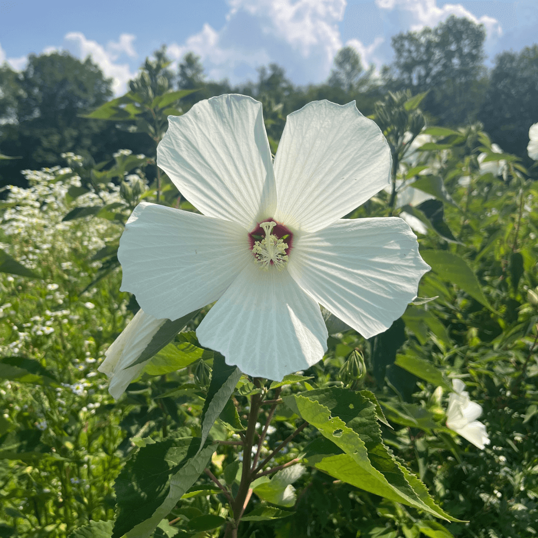 Hardy Hibiscus