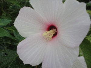 hibiscus_bloom_blush