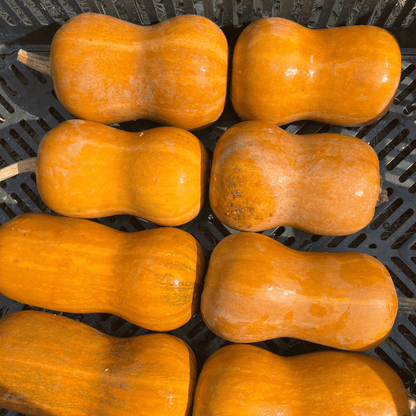 Honeynut Squash