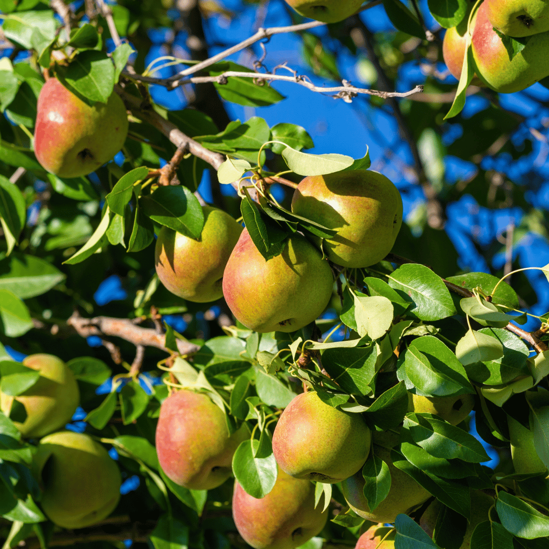 Honeysweet Pear Tree