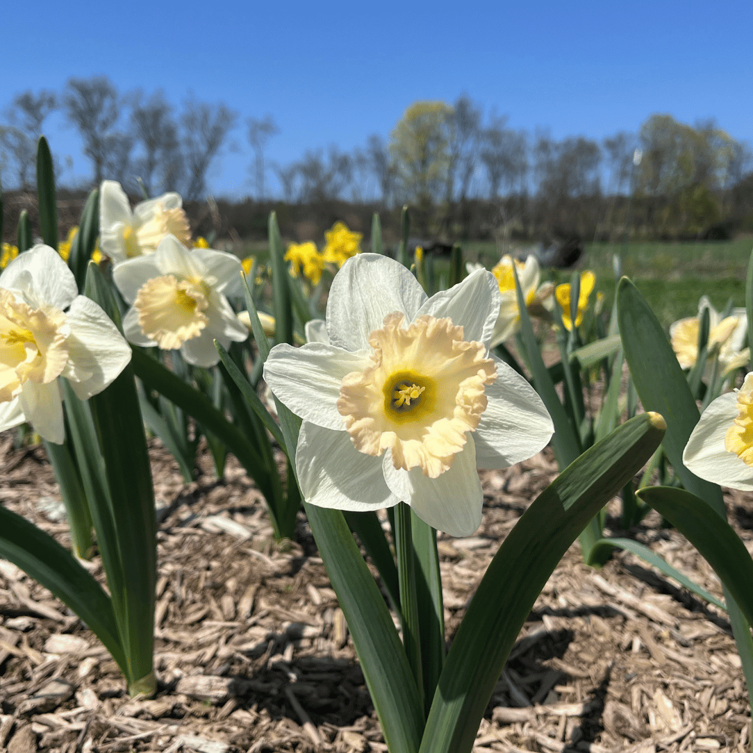 Narcissus &