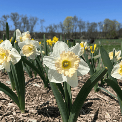 Narcissus &