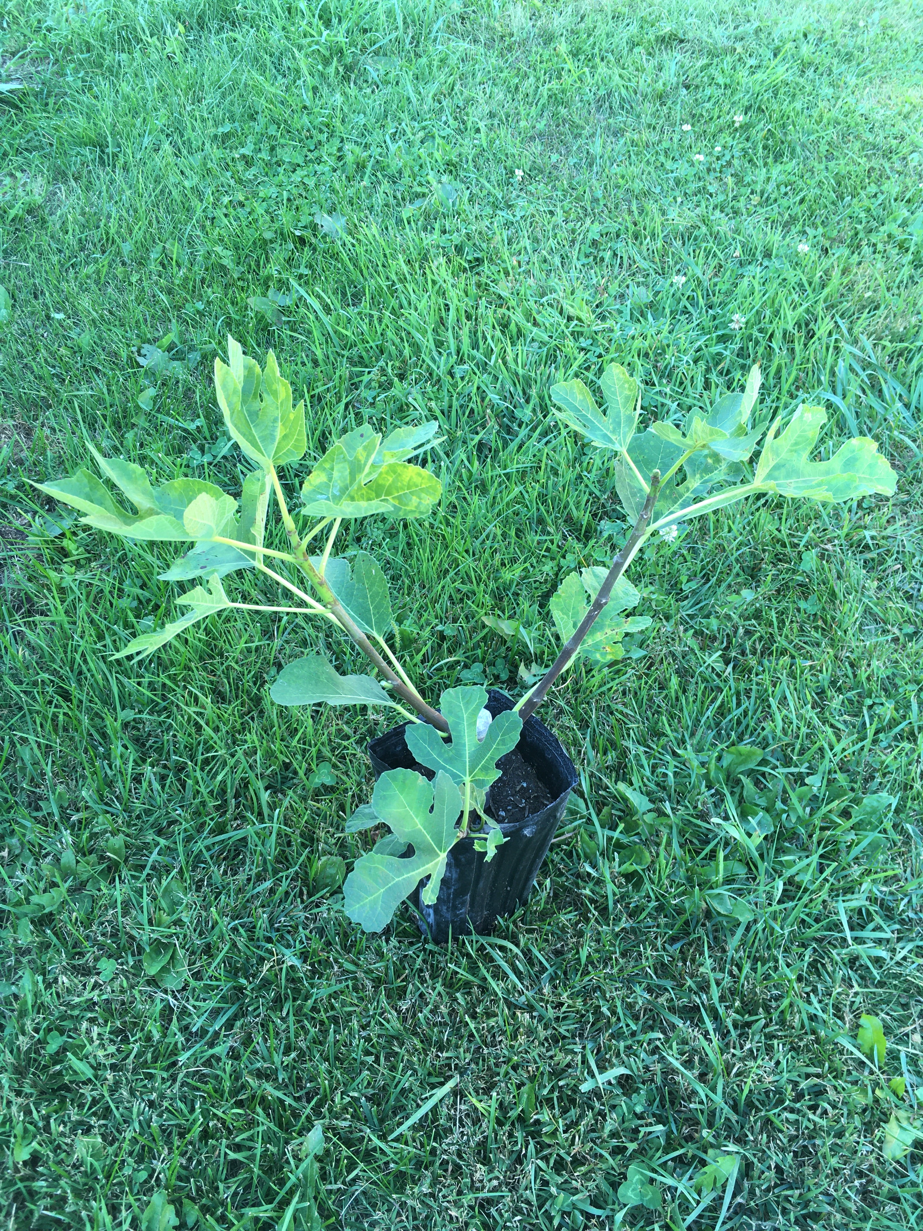 Italian Honey Fig Tree