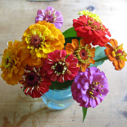 Pumila Mix Zinnia