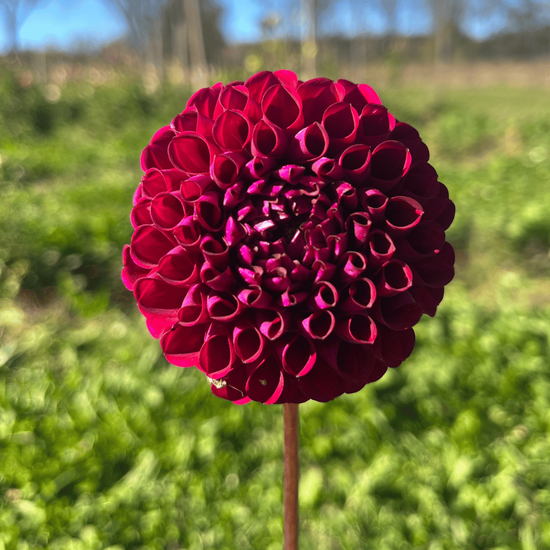 Ivanetti Dahlia Tuber