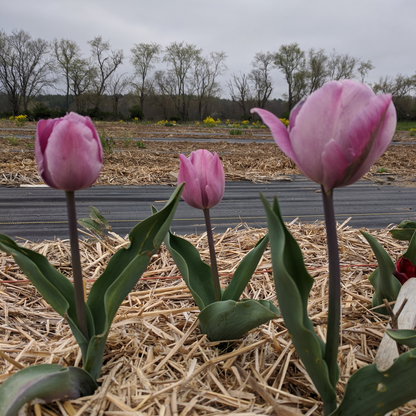 Tulip 'Jacuzzi' | Hudson Valley Seed Company Tulip 'Jacuzzi' | Hudson Valley Seed Company