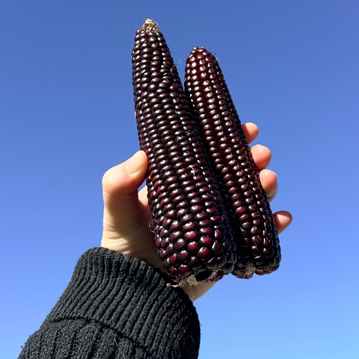 Fresh Japonica striped corn vegetable from Hudson Valley Seed Co., showing colorful striped kernels on the cob.
