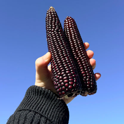 Fresh Japonica striped corn vegetable from Hudson Valley Seed Co., showing colorful striped kernels on the cob.