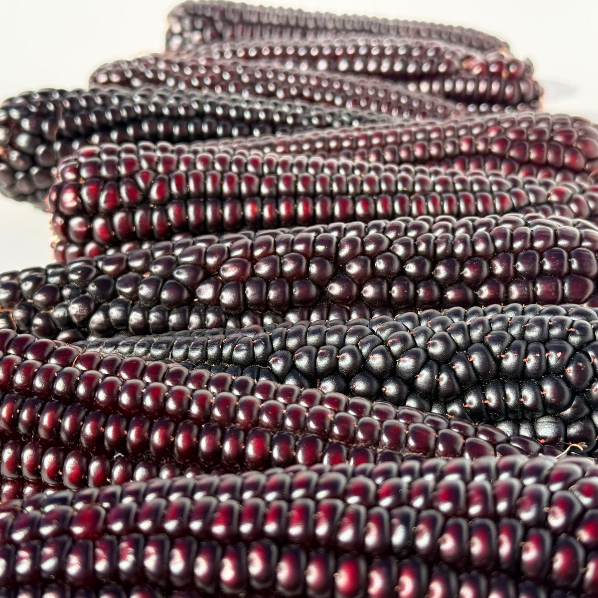 Japonica striped corn from Hudson Valley Seed Co. showing vibrant yellow and purple striped kernels on fresh vegetable cob