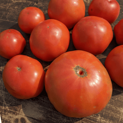 Jersey Breeze Tomato