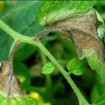 Late blight on tomato leaf