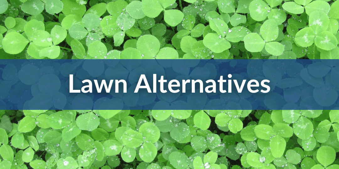 lawn alternatives (1).png__PID:f7890d01-e71a-451b-8f25-49bb9d413168