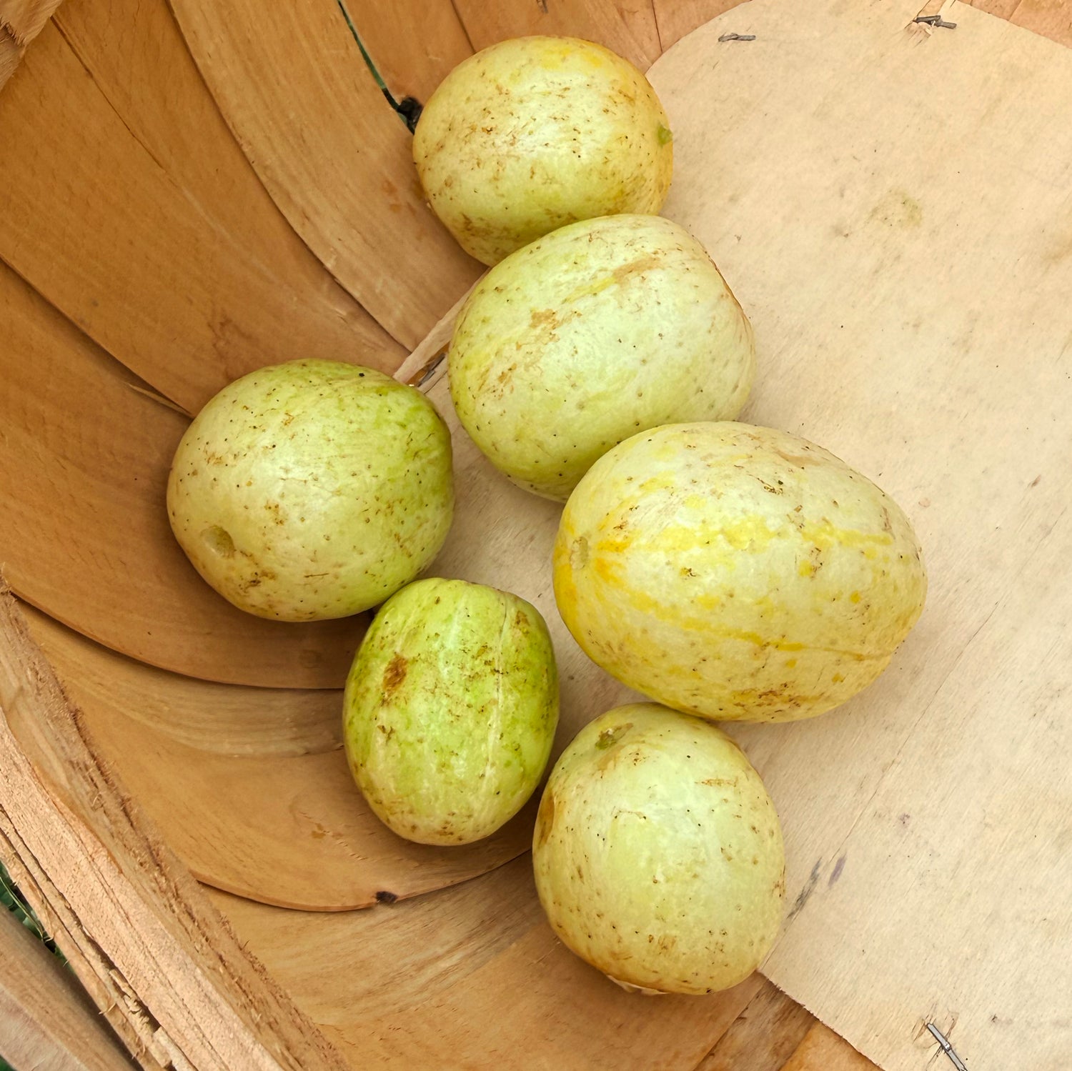 Lemon Cucumber