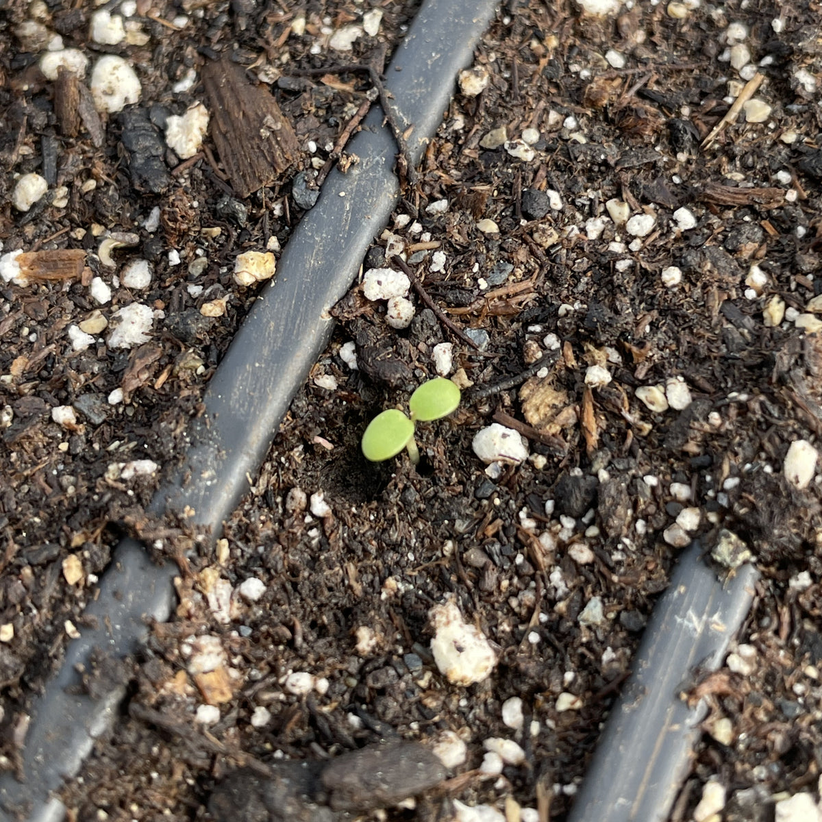 Lemon Balm Seedlings