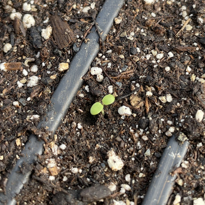 Lemon Balm Seedlings