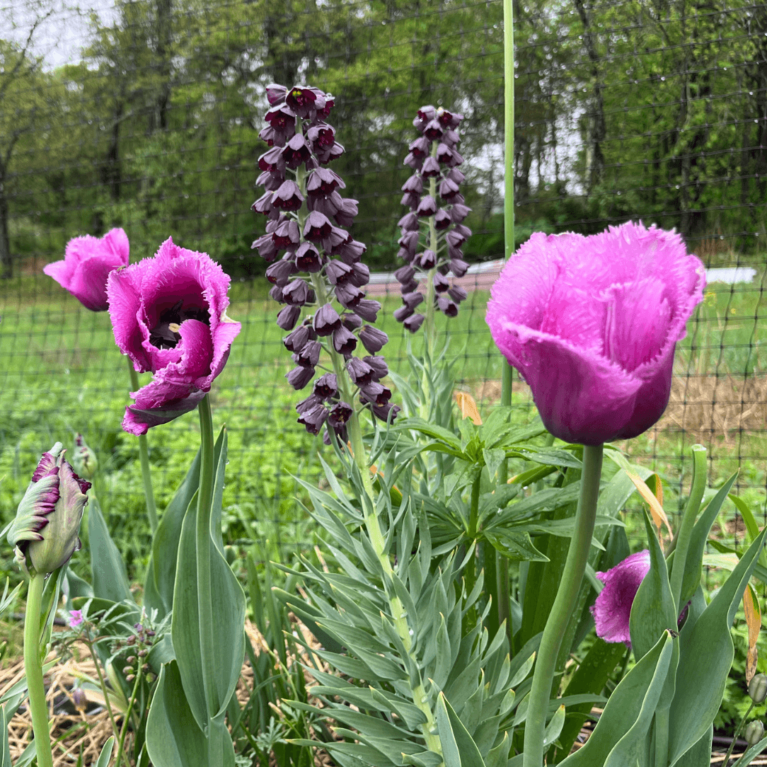 Tulip &