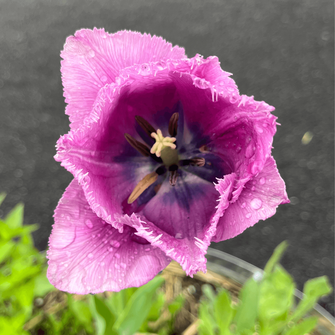 Tulip &