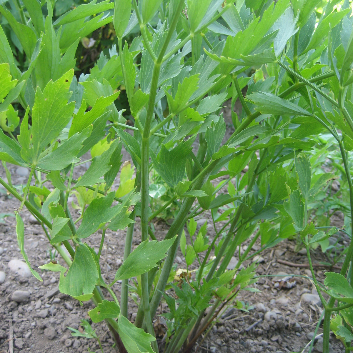 Lovage