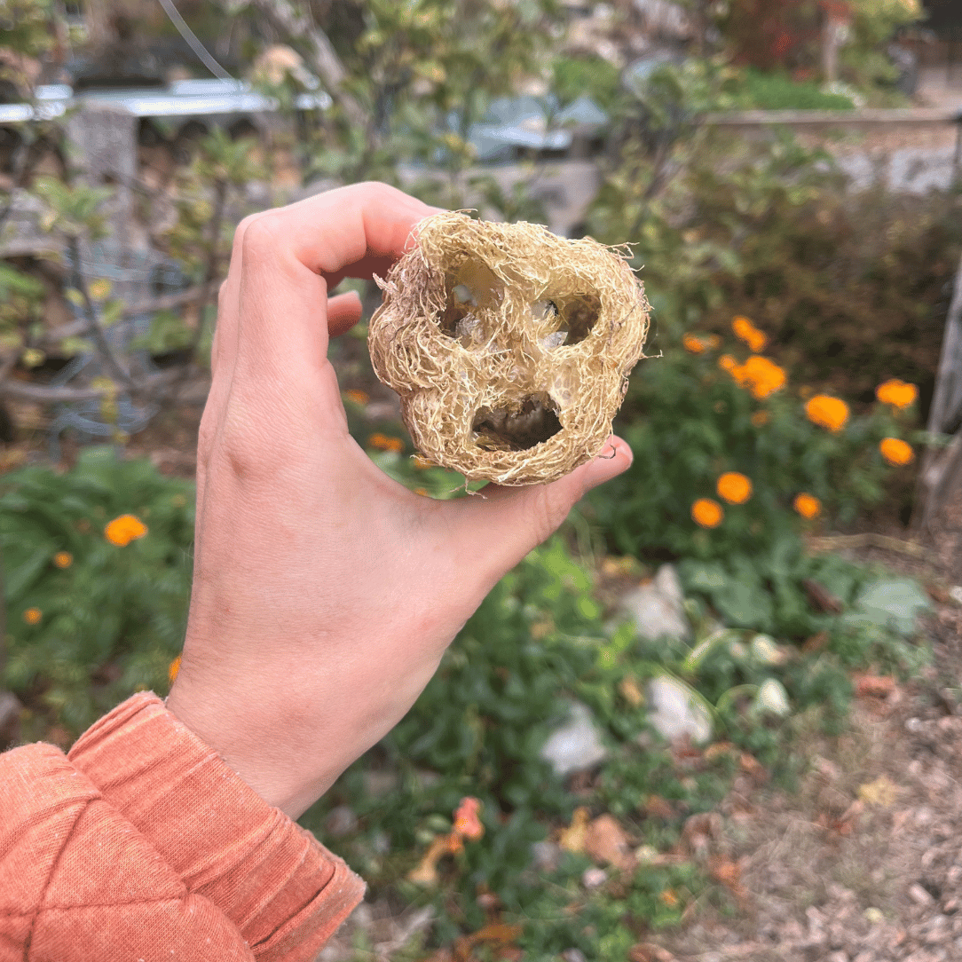 Hudson Valley Seed Co. Luffa Gourd - Thumbnail 4