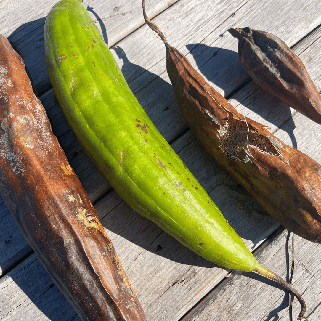 Hudson Valley Seed Co. Luffa Gourd