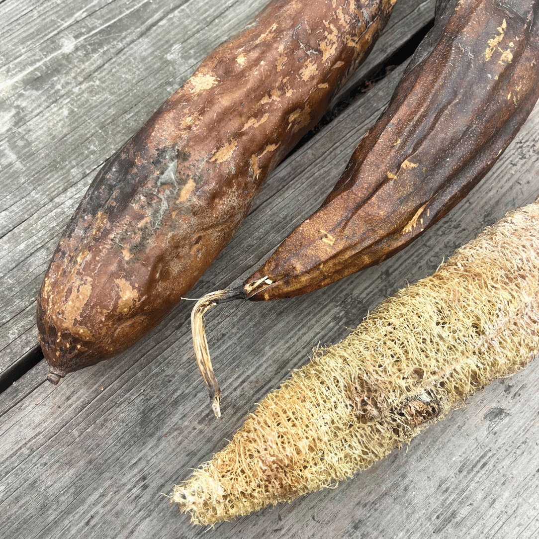 Hudson Valley Seed Co. Luffa Gourd - Thumbnail 5